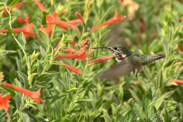 calliope kolibri fütterung kelch feuerblume chatfield staatspark littleton colorado - sternelfe stock-fotos und bilder