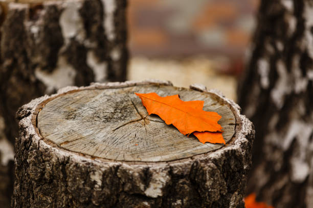 yellow autumn oak leaf on a stump in the forest, on a leaf oak acorn, autumn season - oak leaf oak tree acorn season imagens e fotografias de stock