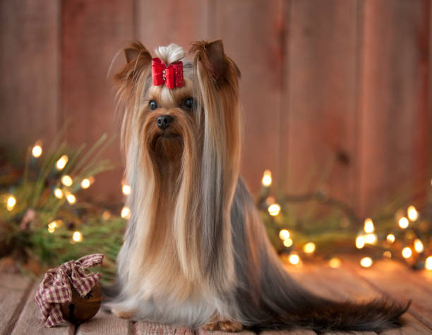 bela yorkshire terrier em show completo retrato de casaco - cão miniatura - fotografias e filmes do acervo