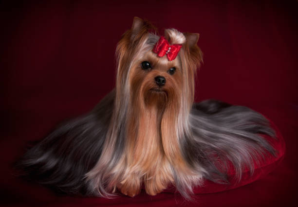istock Beautiful Yorkshire Terrier in Full Show Coat Portrait 1016771580