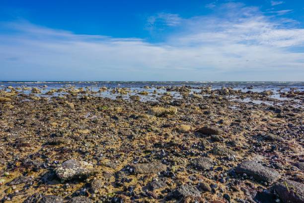 istock Stones at the beach next to Melbourne City 1016772124