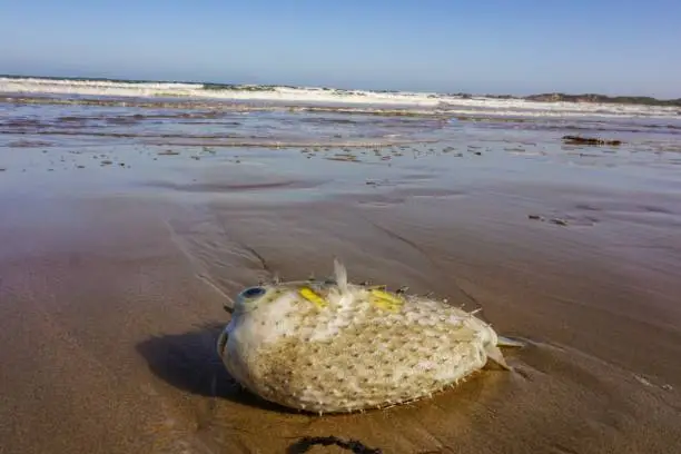 Picture is taken in 2017. It shows a stranded pufferfish at the Great Ocean Road in Australia.