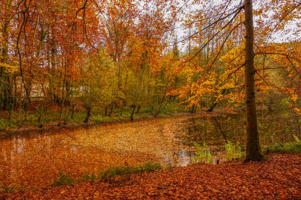 istock Forest at Lake Bagno at autumn in Germany 1016774522
