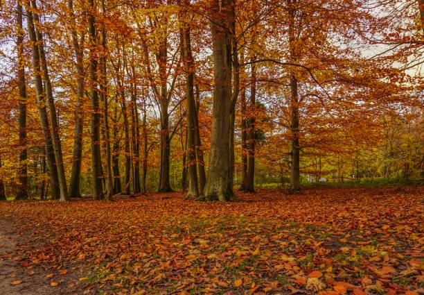 istock Forest at Lake Bagno at autumn in Germany 1016775086