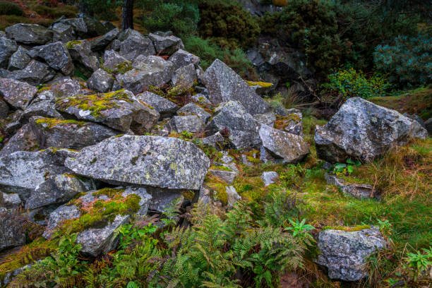 istock Ferns and rocks at Blacktop Wood. 1016777324