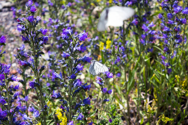 istock Big meadow wit lots of beautiful flowers 1016780006