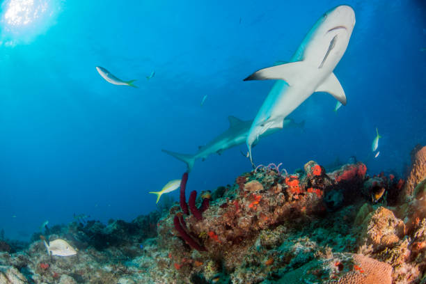 istock Caribbean reef shark at the Bahamas 1016783298