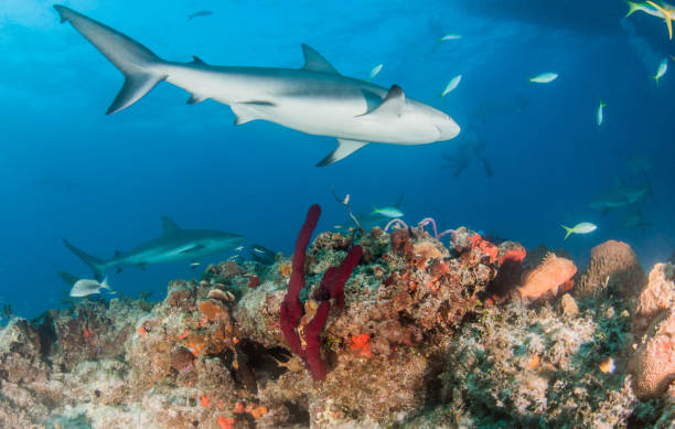 istock Caribbean reef shark at the Bahamas 1016783568