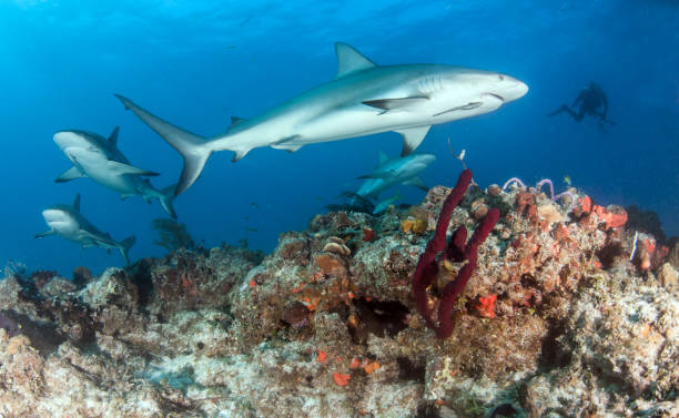 istock Caribbean reef shark at the Bahamas 1016783820