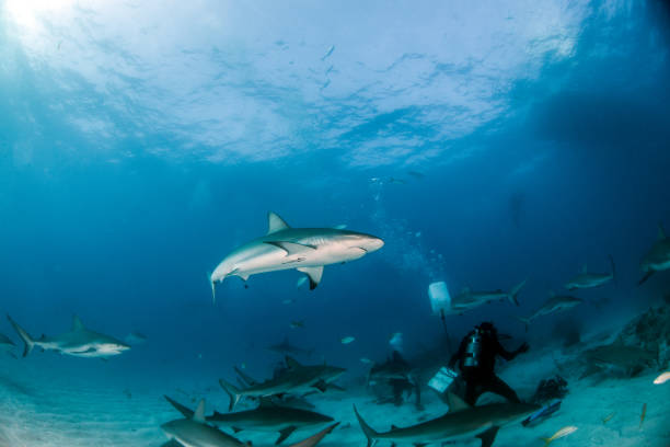 istock Caribbean reef shark at the Bahamas 1016784238