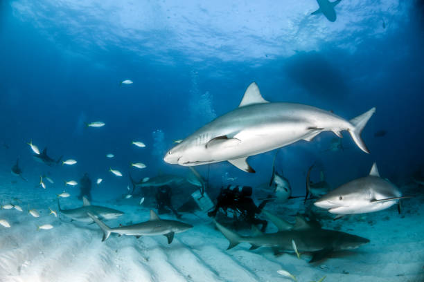 istock Caribbean reef shark at the Bahamas 1016788188