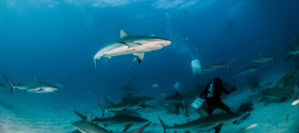 istock Caribbean reef shark at the Bahamas 1016788238