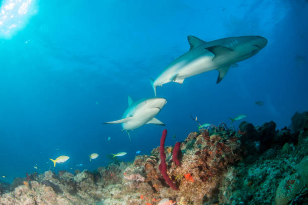 istock Caribbean reef shark at the Bahamas 1016788278