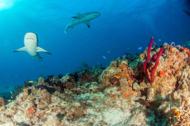 istock Caribbean reef shark at the Bahamas 1016788356