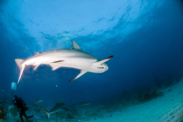 istock Caribbean reef shark at the Bahamas 1016788478