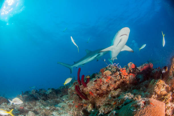 istock Caribbean reef shark at the Bahamas 1016788560