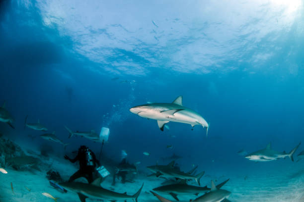 istock Caribbean reef shark at the Bahamas 1016792976
