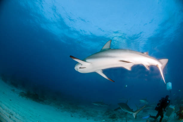istock Caribbean reef shark at the Bahamas 1016793120