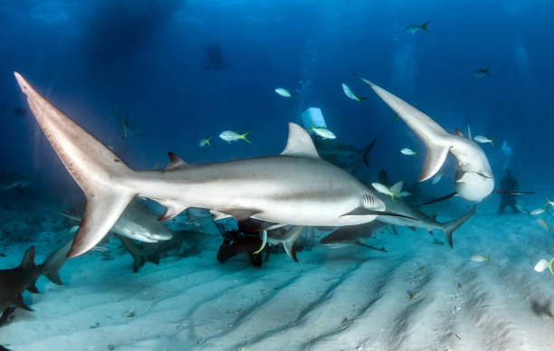 istock Caribbean reef shark at the Bahamas 1016793154