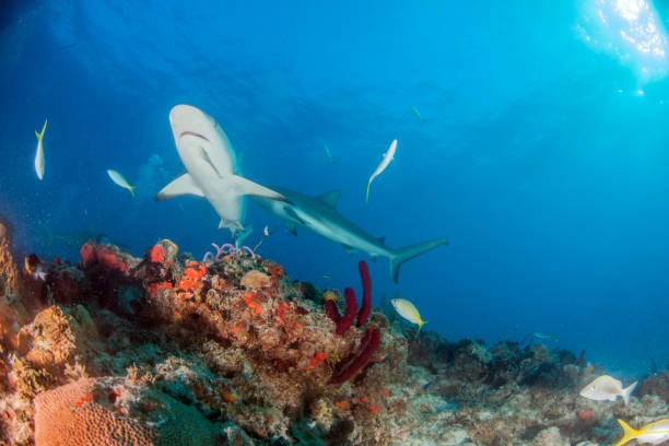 istock Caribbean reef shark at the Bahamas 1016793246
