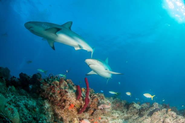 istock Caribbean reef shark at the Bahamas 1016793524