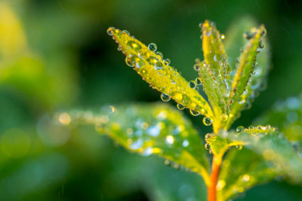 Dew drops on a green leaf close up