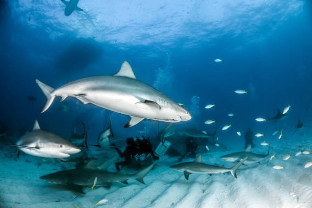 istock Caribbean reef shark at the Bahamas 1016793602