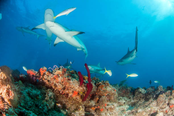 istock Caribbean reef shark at the Bahamas 1016793746