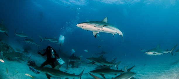 istock Caribbean reef shark at the Bahamas 1016795958