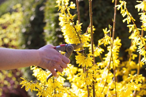 Woman cut forsythia shrub in the bright sun with pruning scissors stock photo