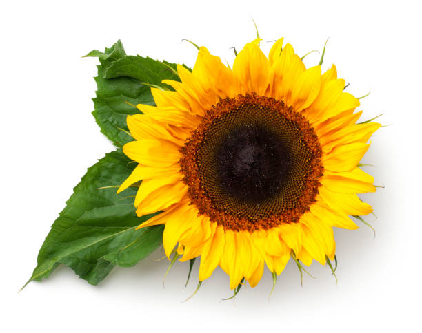 istock Sunflower with Leaves Isolated on White Background 1016796076