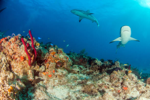 istock Caribbean reef shark at the Bahamas 1016796216