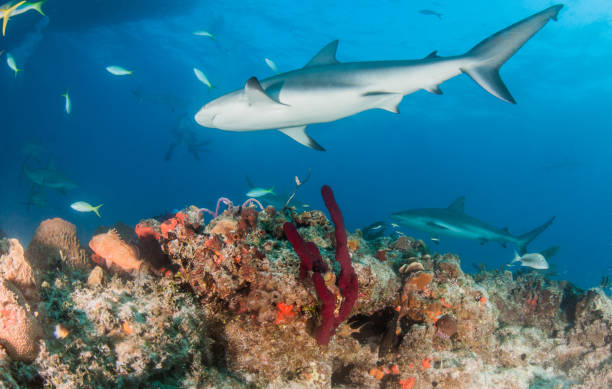 istock Caribbean reef shark at the Bahamas 1016796272