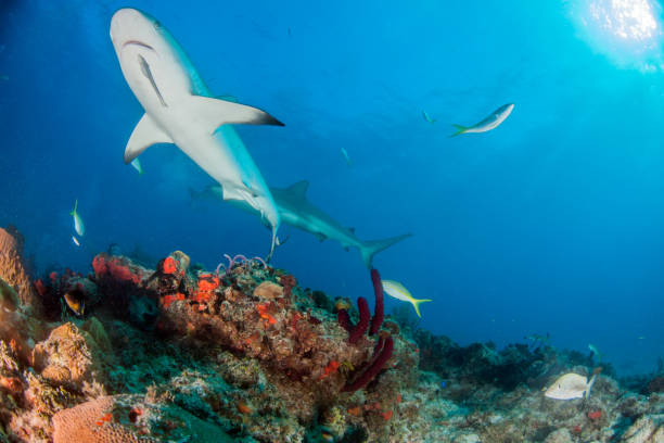 istock Caribbean reef shark at the Bahamas 1016796464