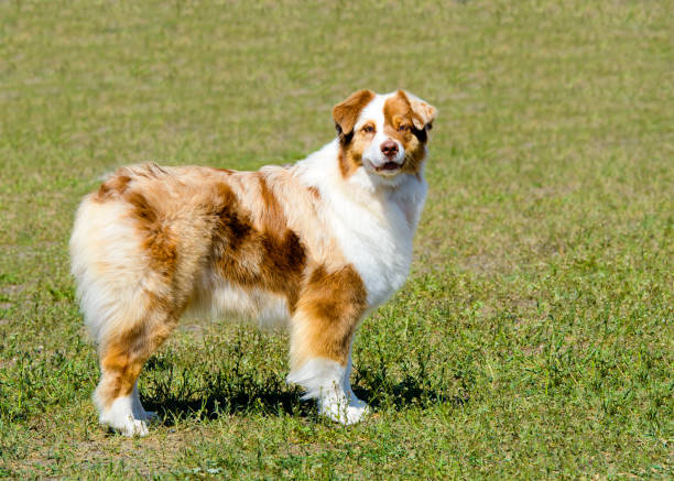 australian shepherd looks in camera. - the media imagens e fotografias de stock