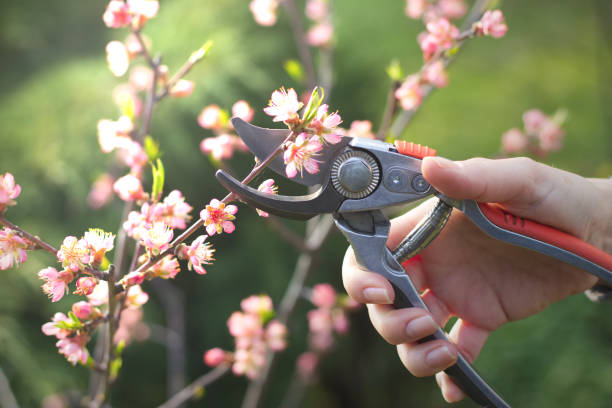 桃の木の花をつけた枝を剪定はさみでカット女性 - branch blossom flower peach tree ストックフォトと画像