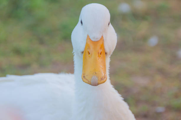 istock white domestic ducks. The duck is white, in nature. Drake is white. 1016801144