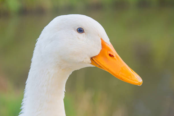 istock white domestic ducks. The duck is white, in nature. Drake is white. 1016801146