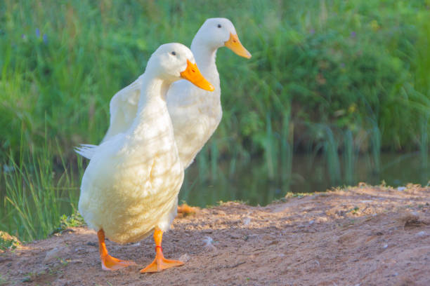 istock white domestic ducks. The duck is white, in nature. Drake is white. 1016801156
