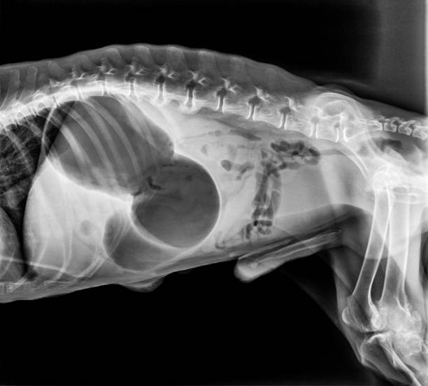 X-ray of dog lateral view with GastricÂ dilatation volvulus âGDVâ or stomach twists- Double bubble pattern indicates stomach torsion has occurred-Veterinary medicine and Veterinary anatomy Concept. X-ray of dog lateral view with GastricÂ dilatation volvulus âGDVâ or stomach twists- Double bubble pattern indicates stomach torsion has occurred-Veterinary medicine and Veterinary anatomy Concept. abdominal cavity stock pictures, royalty-free photos & images