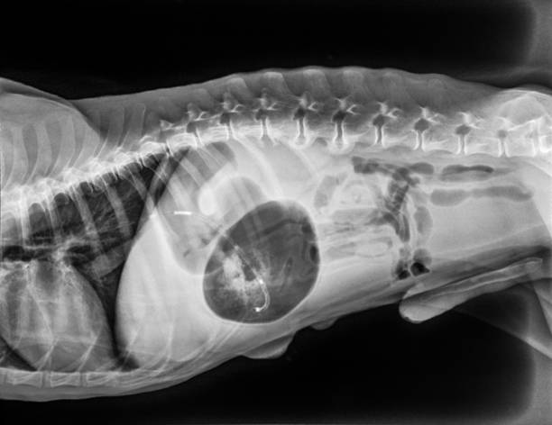 raggi x della vista laterale del cane con dilatazione gastrica volvulus âgdvâ o colpi di stomaco- doppio modello di bolla indica che la torsione dello stomaco si è verificata- medicina veterinaria e concetto di anatomia veterinaria. - vet x ray veterinary medicine x ray image foto e immagini stock