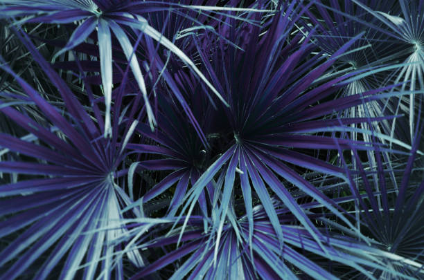 istock Bright purple leaves of fluffy tropical palm tree in creative processing, toning. Background 1016807032