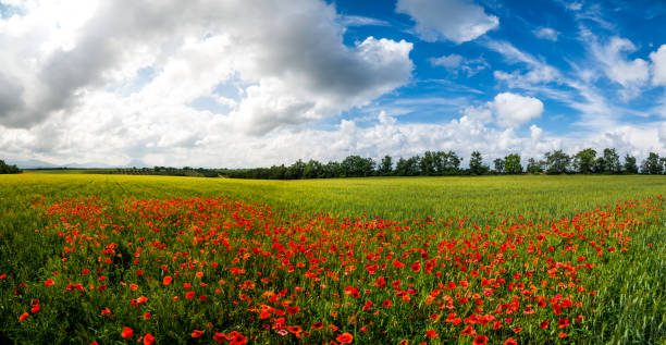 istock Red poppy flowers and blue sky 1016807218