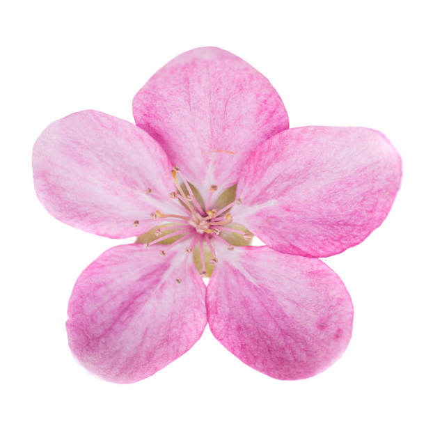 istock Pink flower isolated on white 1016815928