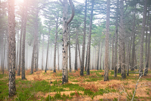 istock Mystery misty forest with sun 1016816188