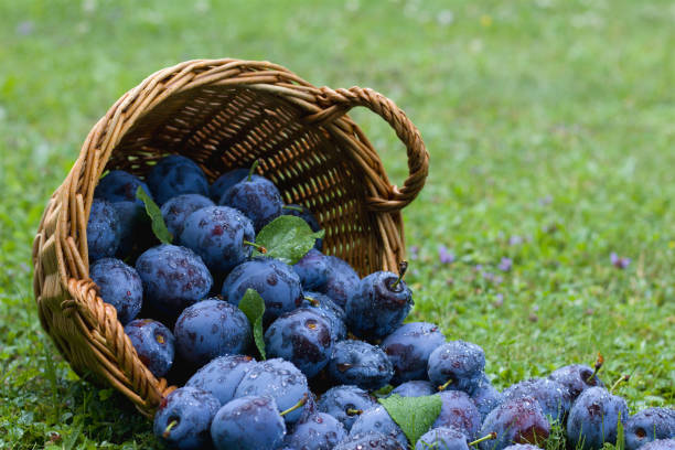 籐のかごで熟したプラム。庭の秋の収穫 - plum fruit basket wicker ストックフォトと画像