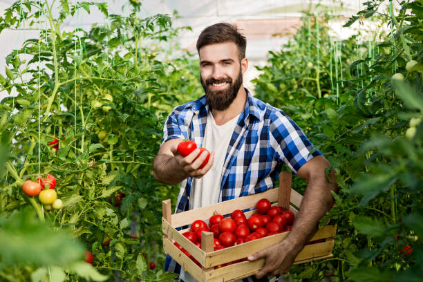 istock Young farmer in greenhous picking fresh tomatoes 1016822028