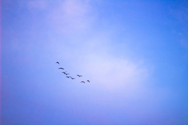 istock Beautiful birds in the sky. 1016822838