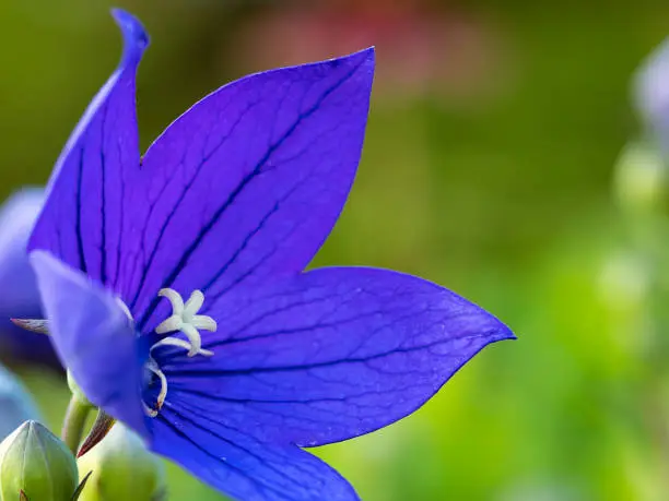 Photo of Balloon Flower