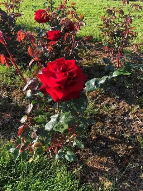 A red rose in Tralee, Ireland.